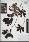 Foto von Salix atrocinerea Brot.